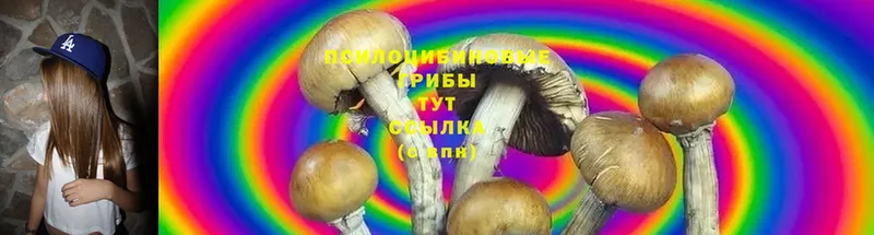 Псилоцибиновые грибы Psilocybe  где продают наркотики  Нефтекамск 